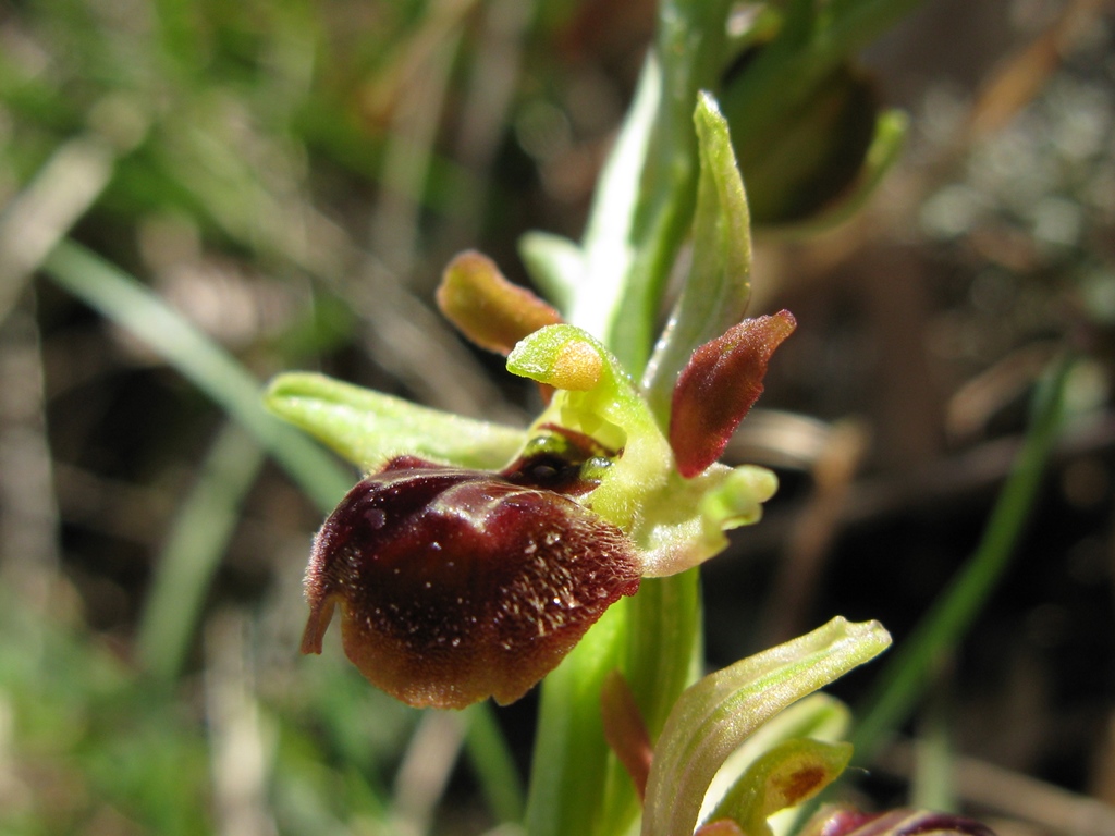 O. sphegodes, subsp da detrminare